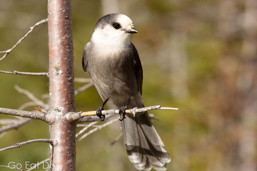 Nature and a diversity of birdlife count among the attractions of the Gaspe Peninsula.
