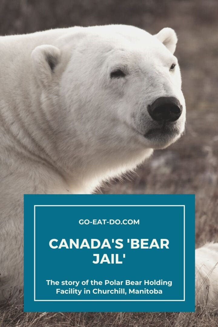 Pinterest pin for Go Eat Do's story about the Polar Bear Holding Facility, nicknamed the 'bear jail', in Churchill, Manitoba, Canada.