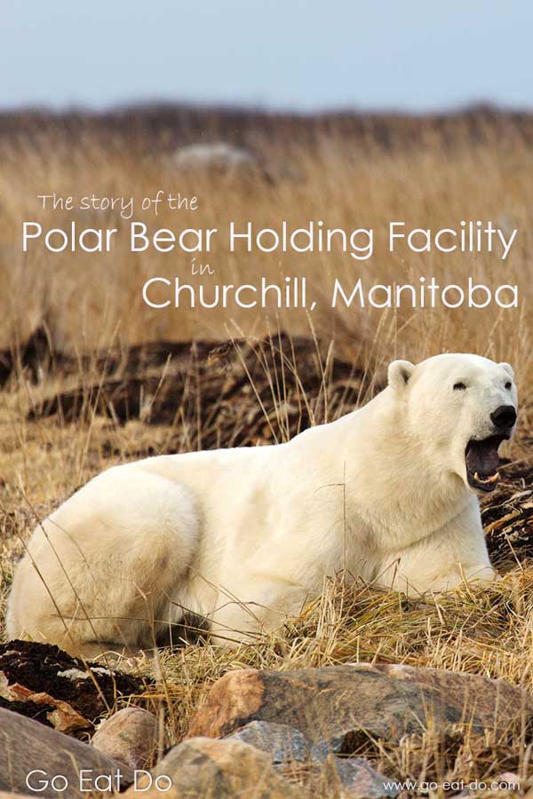 Pinterest pin for the Go Eat Do blog post about the Polar Bear Holding Facility, known as the 'bear jail' and Polar Bear Alert Program, at Churchill, Manitoba, Canada