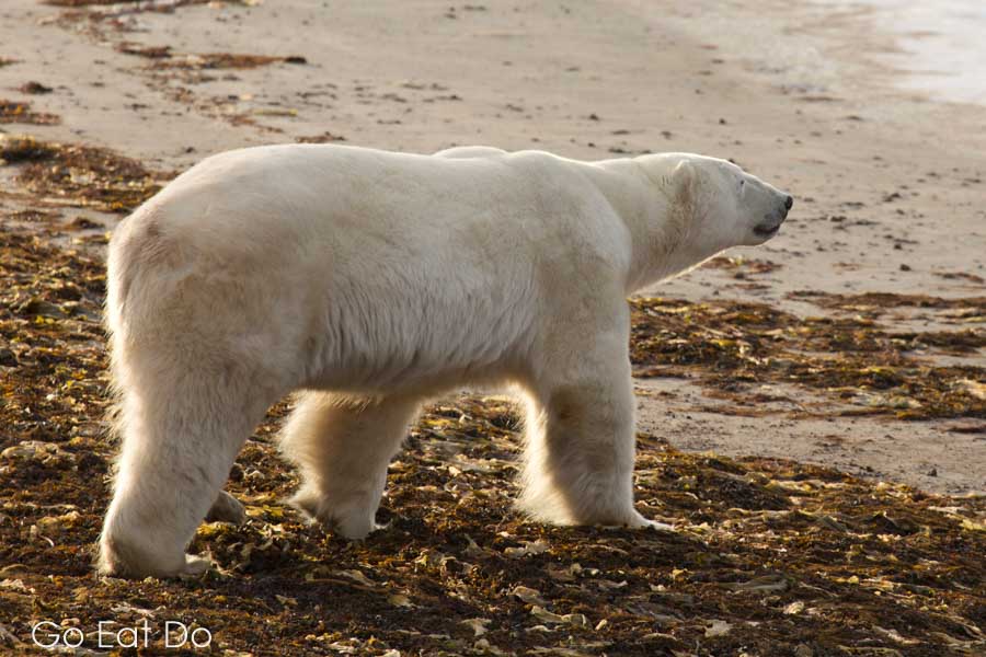 Polar bear walking through kelp on a beach by the Hudson Bay in Manitoba, Canada.