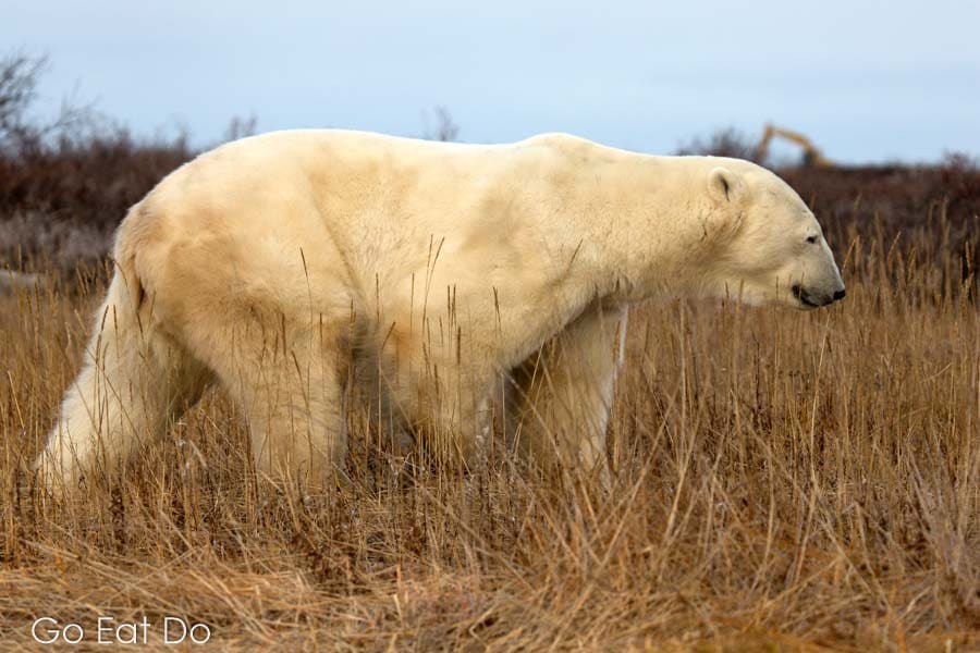Polar bear walking on the tundra in Manitoba.