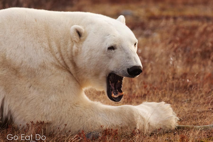 Yawning polar bear (Ursus maritimus) on sub-arctic tundra grassland north of Churchill in Manitoba, Canada.