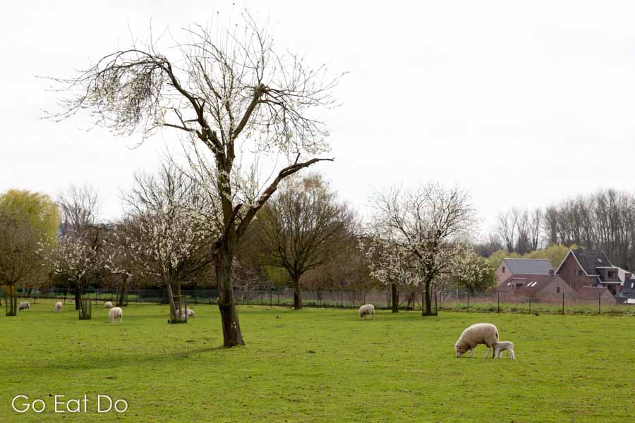 Spring lambs by budding trees at Dilbeek in the Pajottenland, Belgium