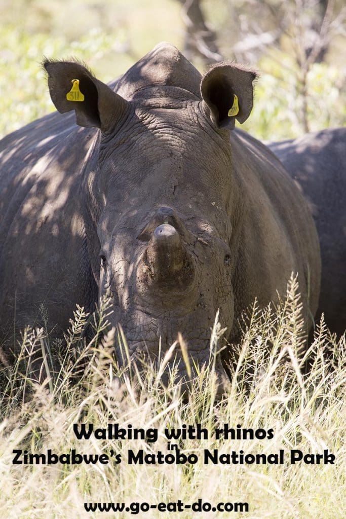 Pinterest pin for the Go Eat Do post walking with rhinos with BlackRhino Safaris in Matobo National Park, Zimbabwe.