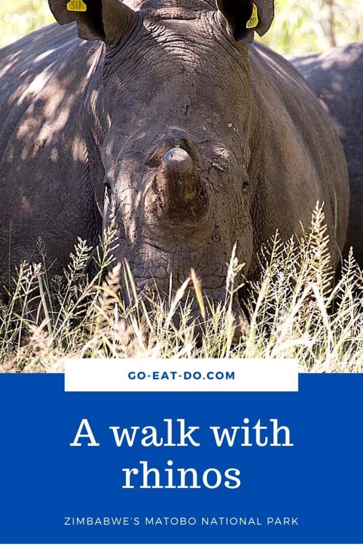 Pinterest pin showing a white rhino in Go Eat Do's blog post about a rhino walk in Zimbabwe's Matobo National Park