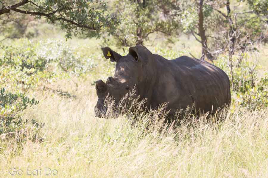 Tagged white rhinoceros (Ceratotherium simum) in Matobo National Park, Zimbabwe