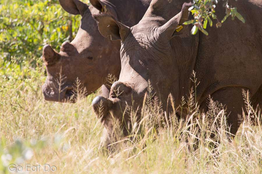 A group of white rhinos under trees in Matobo National Park, Zimbabwe.