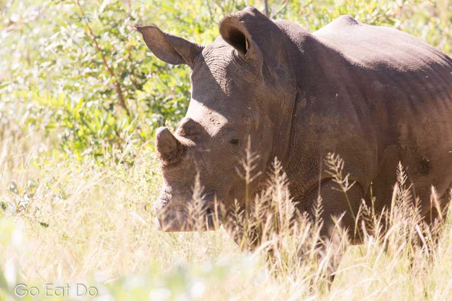 A white rhino, Ceratotherium simum, an endangered wildlife species in Matobo National Park, Zimbabwe.