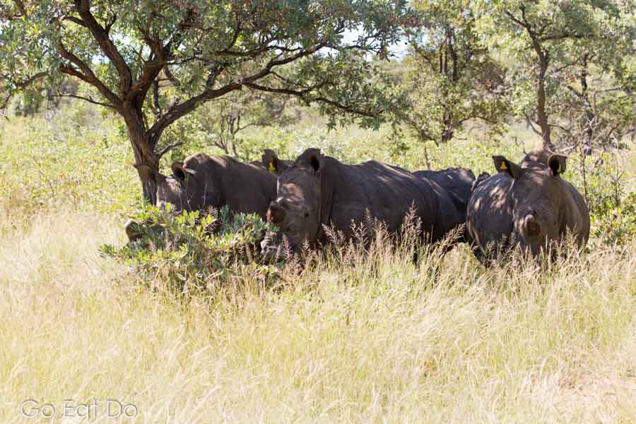 A group of white rhinos under trees in Matobo National Park.