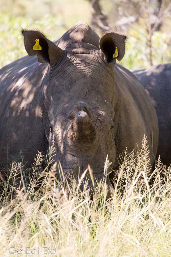 Facde of an endangered white rhino in Matobo National Park, Zimbabwe