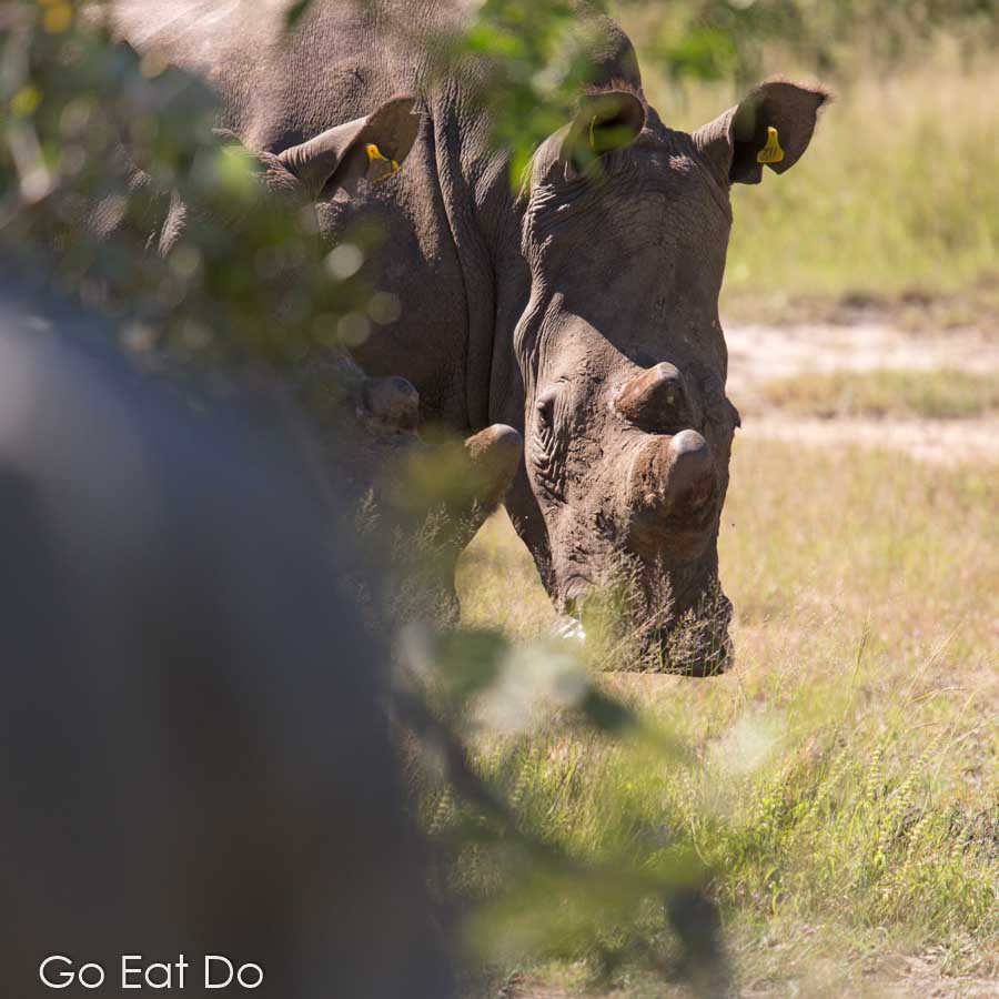 Guide looking towards a white rhino in Matobo National Park in Zimbabwe