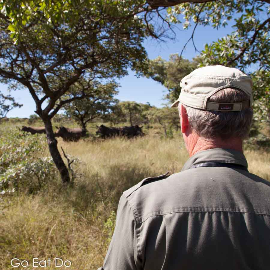 Guide Norman Bourne looks towards group of white rhinoceroses in Matobo National Park, Zimbabwe