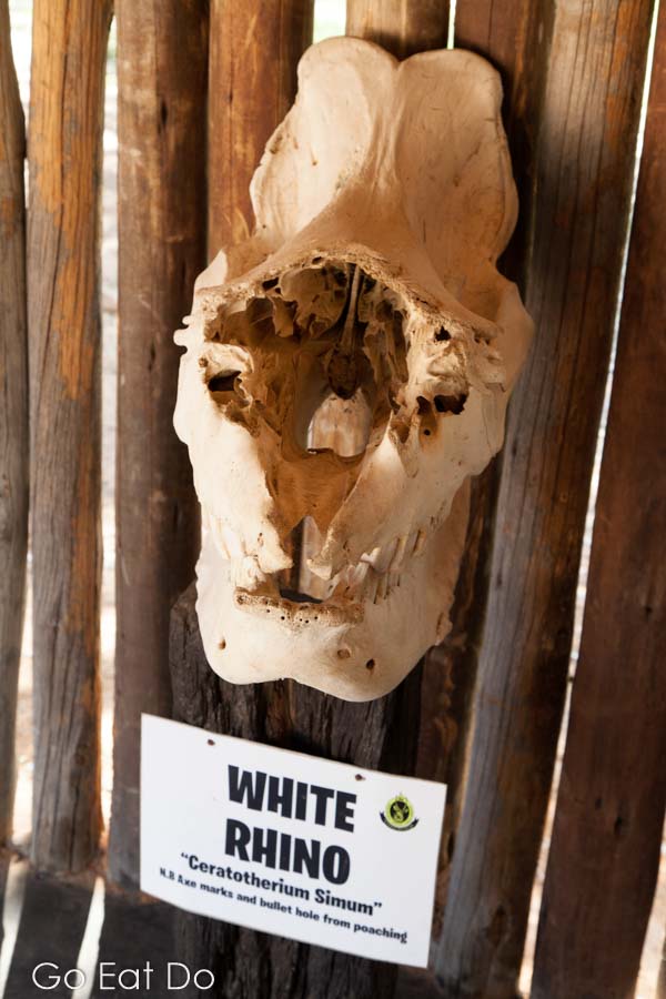 White rhino skull, killed by poachers for its horn, on display in Matobo National Park, Zimbabwe