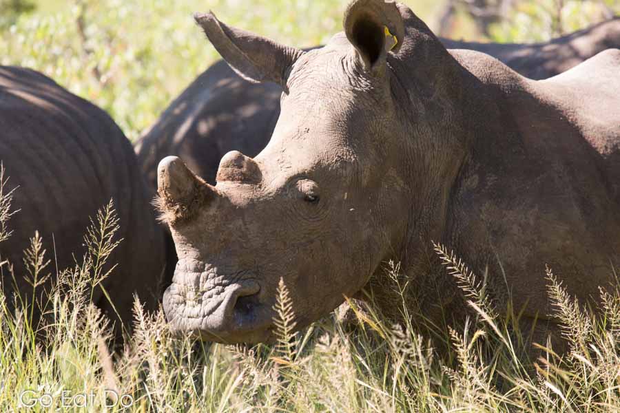 Rhinos on a sunny day in Matobo National Park, Zimbabwe
