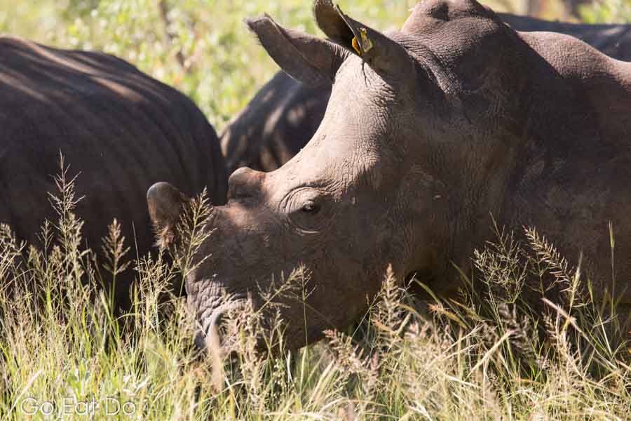 Group of white rhinos (Ceratotherium simum) under trees in Matobo National Park in Zimbabwe.