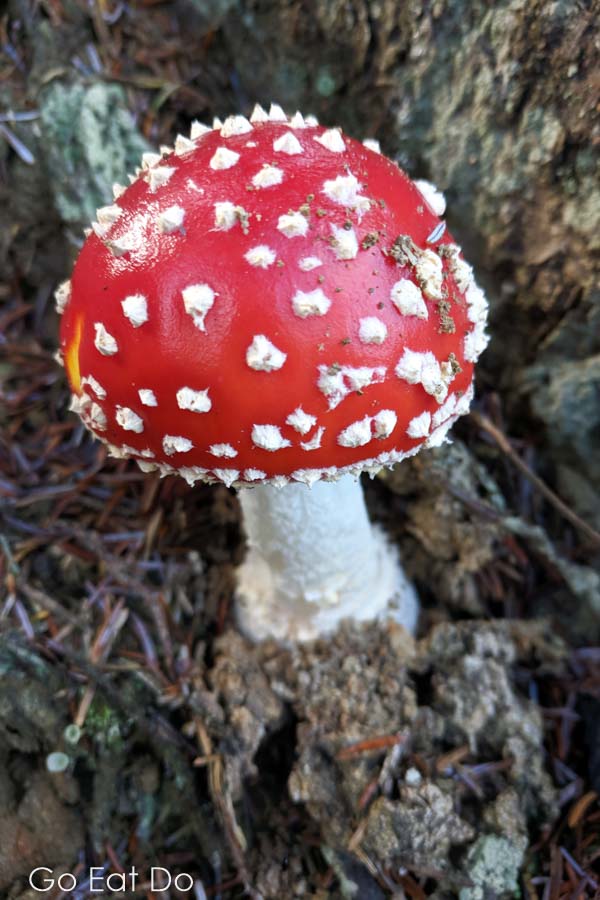 Red and white spotted fly agaric toadstool in Kielder Forest in Northumberland, England