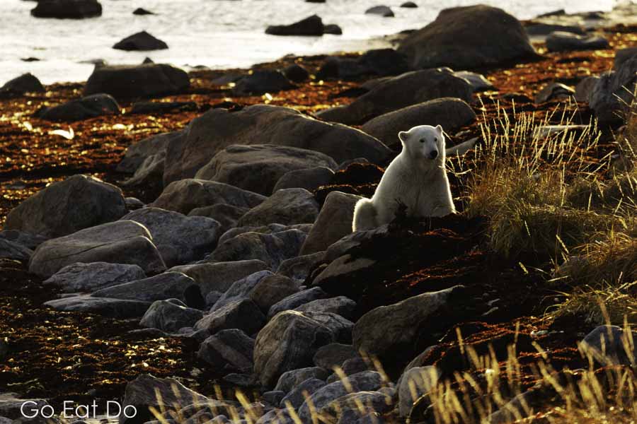Polar bear, back lit by the afternoon sun sitting by the shoreline of the Hudson Bay in Manitoba, Canada