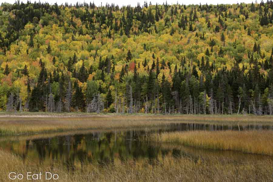 Fall colours of autumnal woodland on Quebec's Gaspé Peninsula reflects in still water