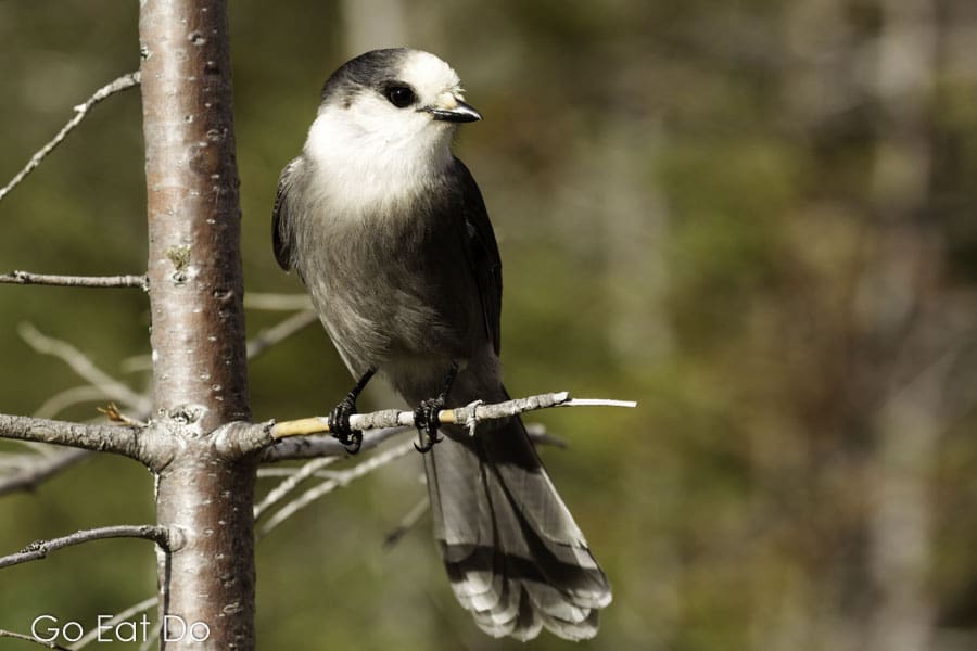 Gray jay, the whiskey jack or Canada jay, is the Canadian national bird