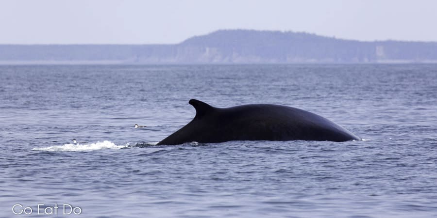 A humpback whale in the Bay of Fundy, Canada.