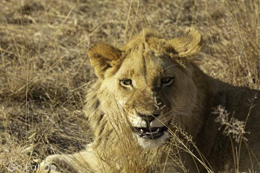 A juvenile male lion in Zimbabwe