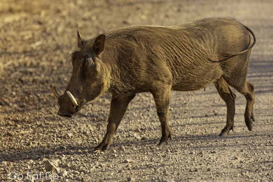 Warthog in Zimbabwe, wildlife viewing in Victoria Falls National Park is one of the chief reasons to visit Victoria Falls