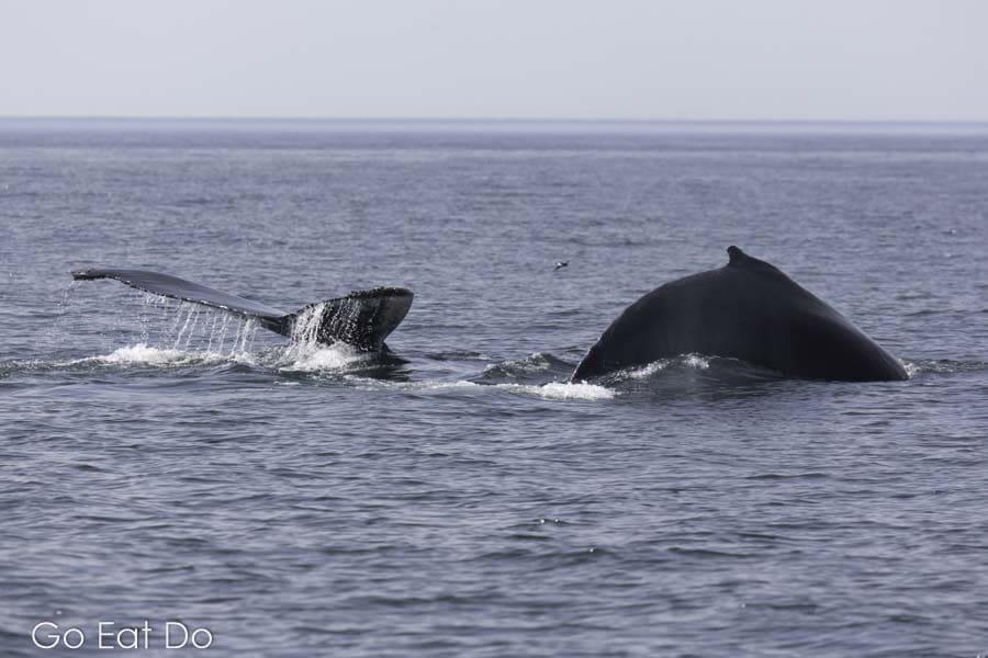 Two humpback whale dives in the Bay of Fundy off New Brunswick