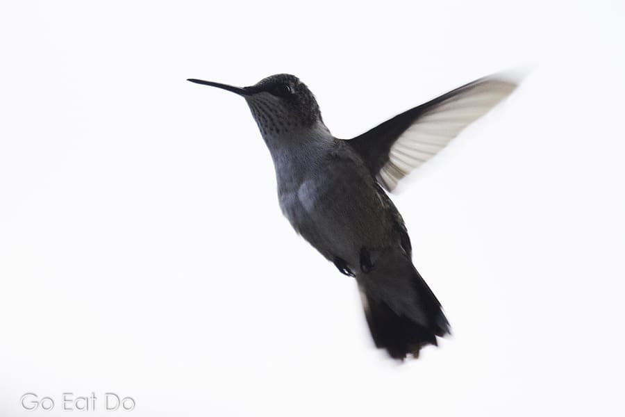 A humming bird hovering mid-flight in New Brunswick, Canada