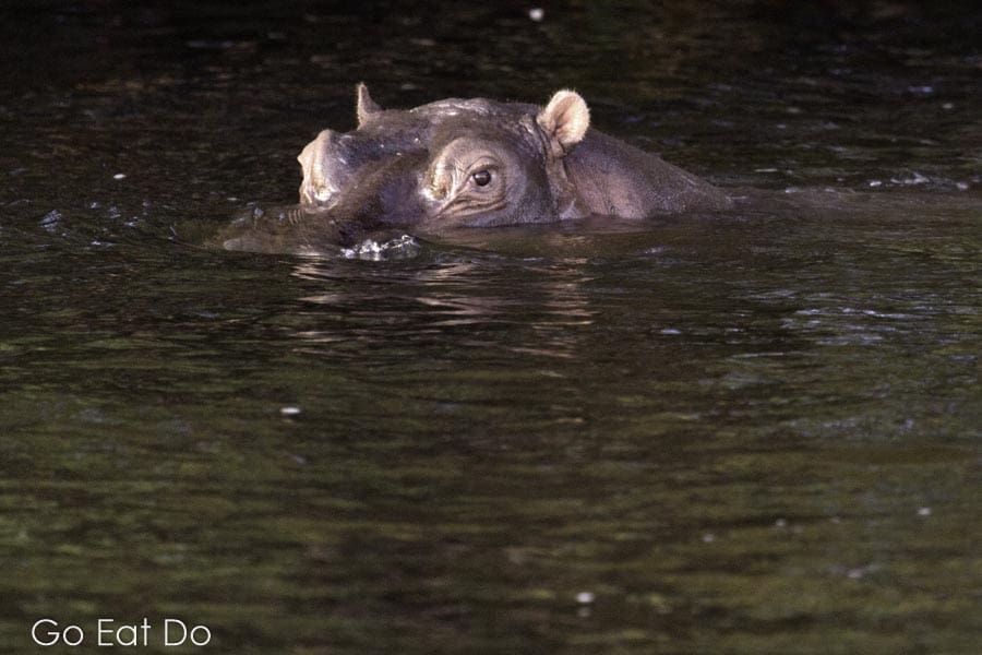 A hippopotamus (Hippopotamus amphibius) in the Zambezi River near Victoria Falls.