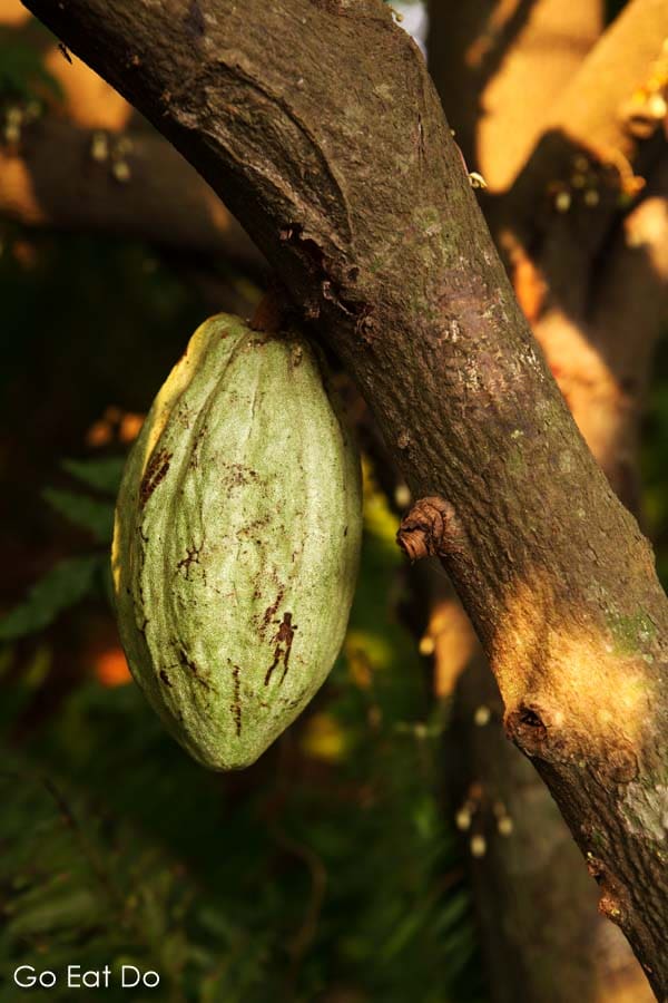 A cacao pod growing from a tree in El Salvador