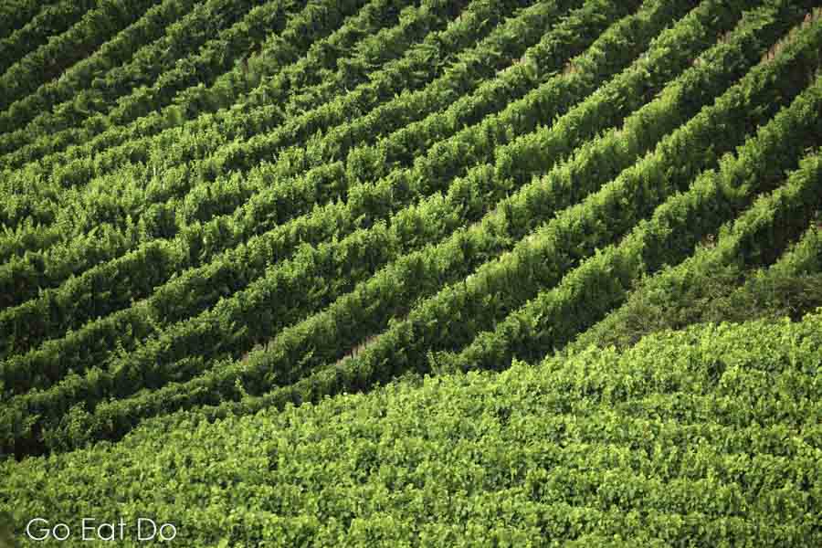 Vineyard at the Quinta de Sant'Ana in the village of Gradil, close to Mafra in Portugal