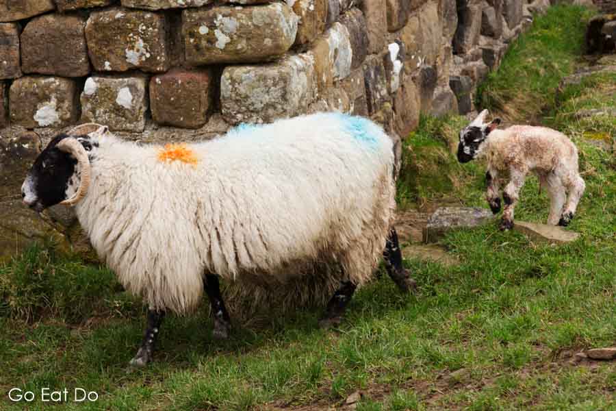 Ewe and a newborn lamb at Milecastle 39 on Hadrian's Wall in Northumberland, England.