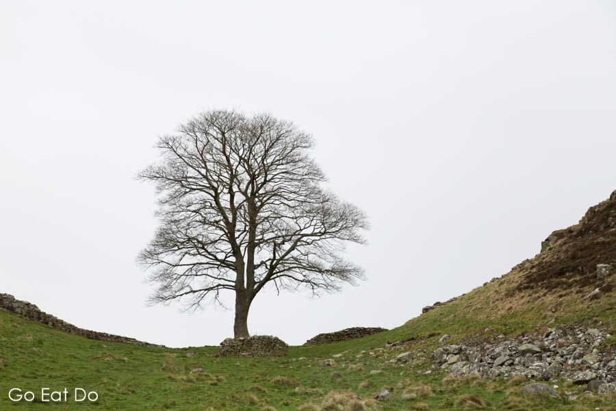 The famous tree at Sycamore Gap on Hadrian's Wall in Northumberland, England