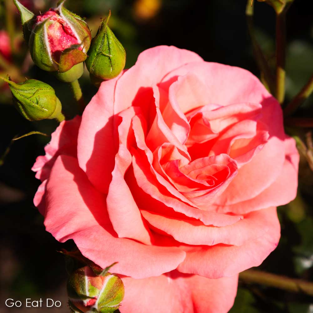 A pink rose blossoming on a summer day in Alnwick, north-east England