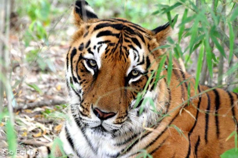 A tiger in Bannerghatta National Park, where Babu releases the snakes ...