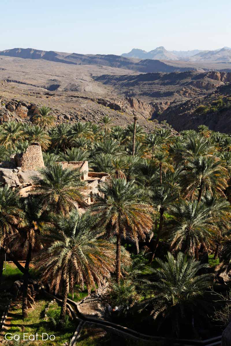 Date plantation in the Omani mountain village of Al Hamra. The ancient aflaj system of irrigation canals, each known anown as a falaj, ensures that crops can be grown despite Oman's arid climate