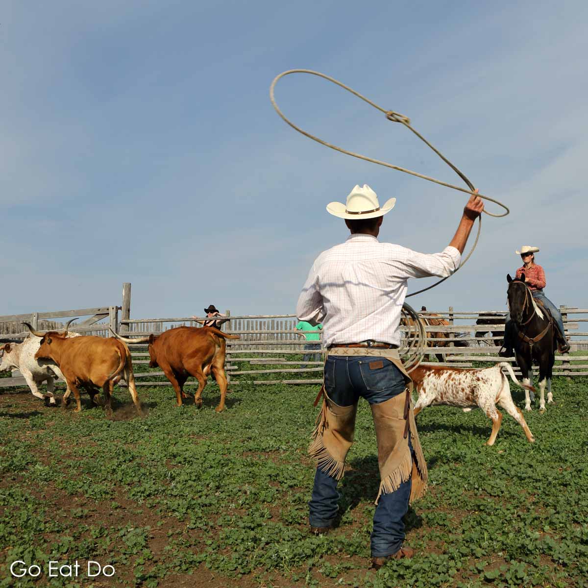 George Gaber, dressed in a Stetson and leather chaps, using a lasso to rope cattle at La Reata Ranch in Saskatchewan, Canada