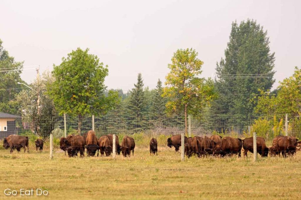 Canada's only urban bison herd at Fort Whyte Alive on the periphery of Winnipeg