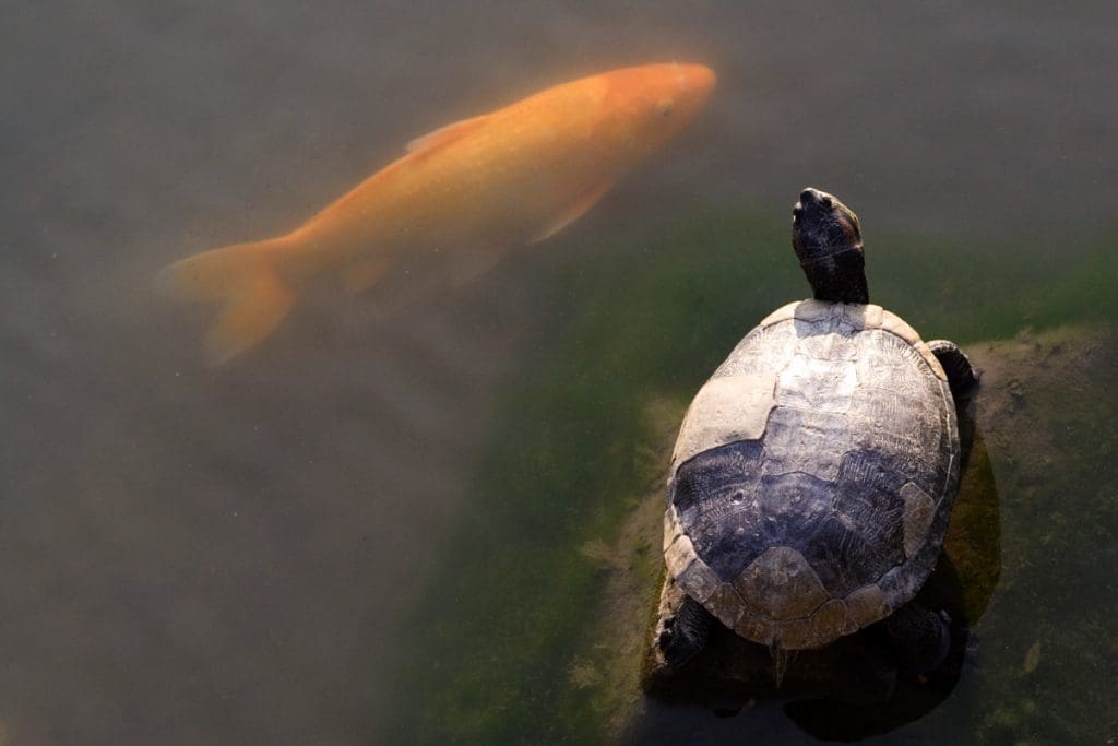 A carp and terrapin at the lake within the precincts of the Toji Temple in Kyoto, Japan