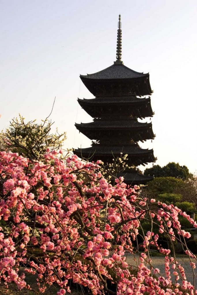 The Toji Temple in Kyoto, a five-storey pagoda ithat is the highest wooden structure in Japan