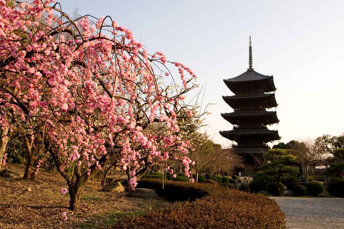 Plum blossom blooming at the Toji Temple in Kyoto, Japan