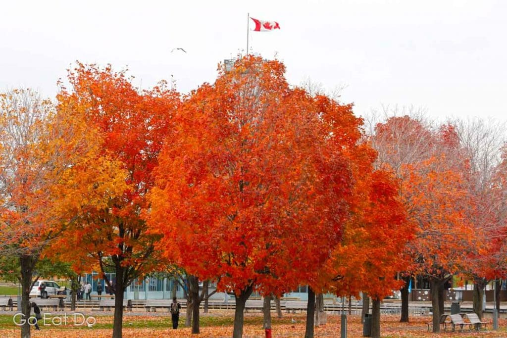 Red leaves on trees in Montreal, Canada.