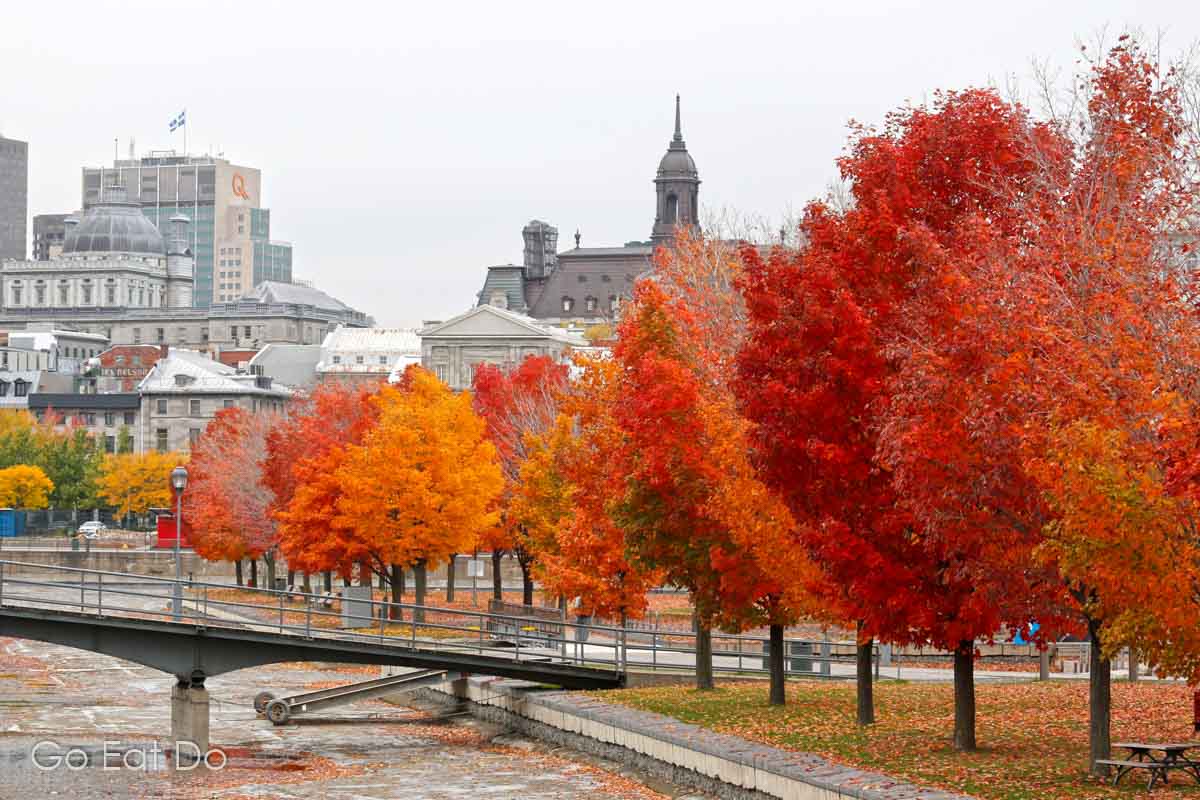 Beautiful fall colours near the Old Port of Montreal.