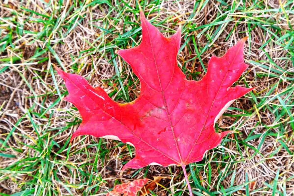 A fallen red maple leaf in a park in central Montreal.