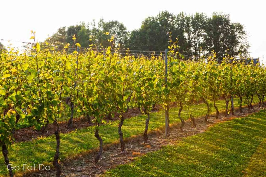 Vines at the Domaine de Grand Pre vineyard near Wolfville, in Nova Scotia's Annapolis Valley