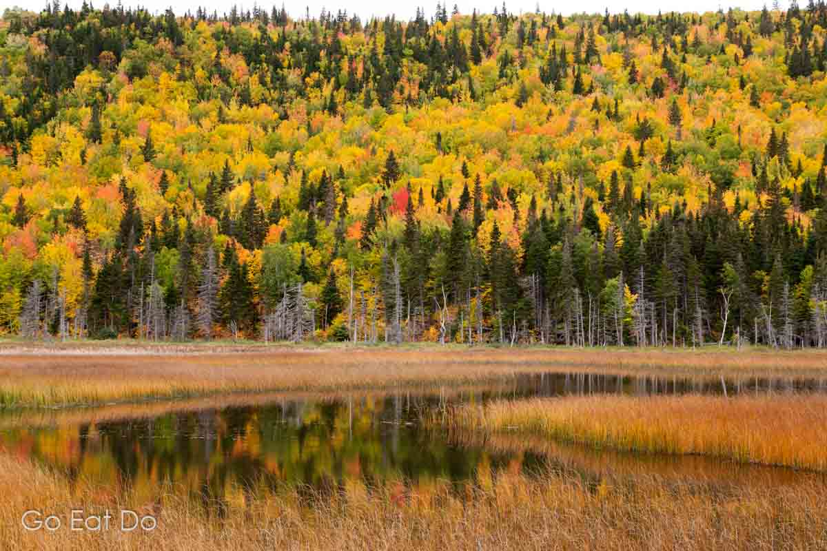 Fall colours of woodland reflecting in water on the Gaspé Peninsula of Quebec, Canada.