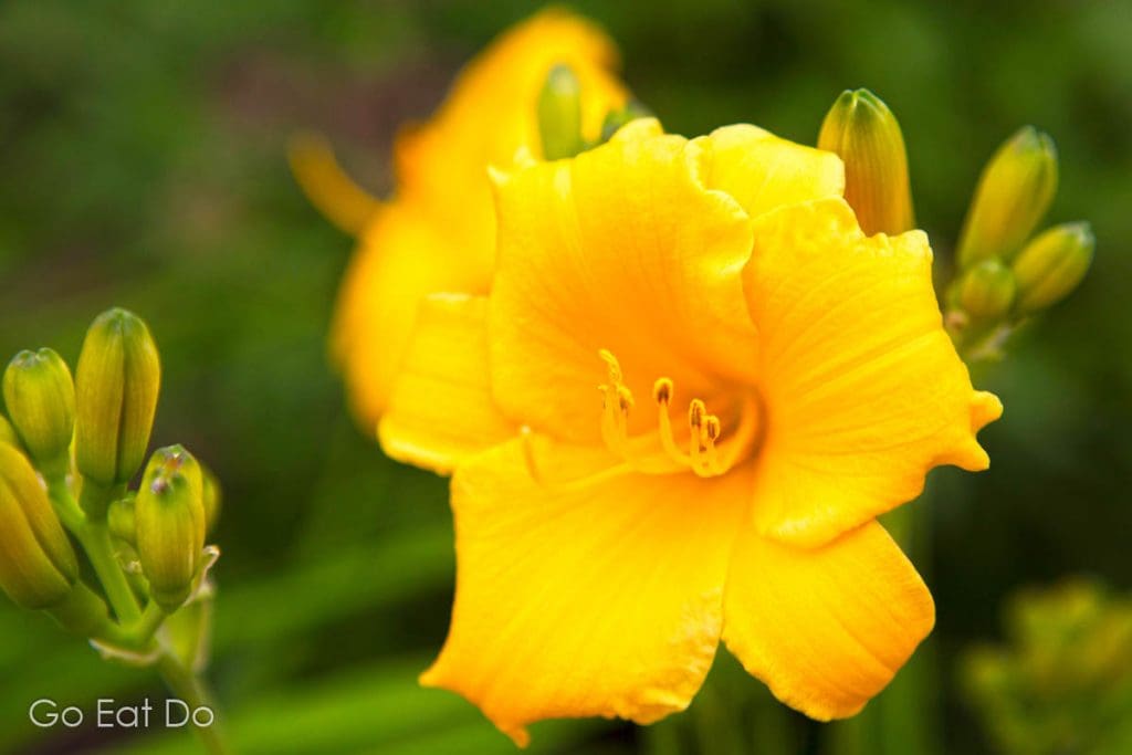 Yellow flower in Halifax Public Gardens.