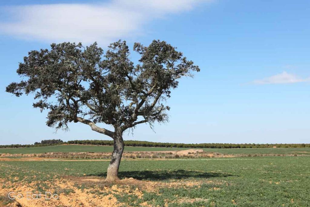 Tree in field in the Alentejo, Portugal.