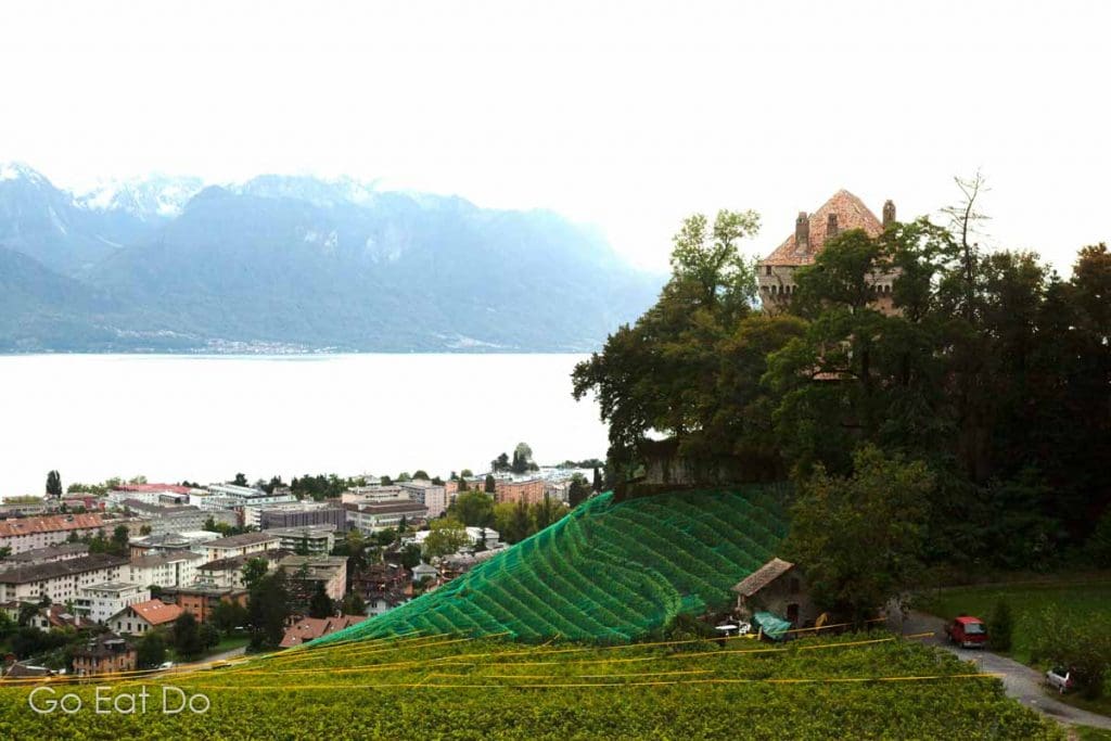 Vineyard on a hillside near the shore of Lake Geneva in Switzerland.