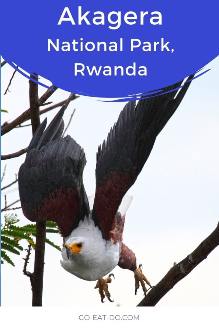 Pinterest pin for Go Eat Do's blog post about visiting Akagera National Park in Rwanda